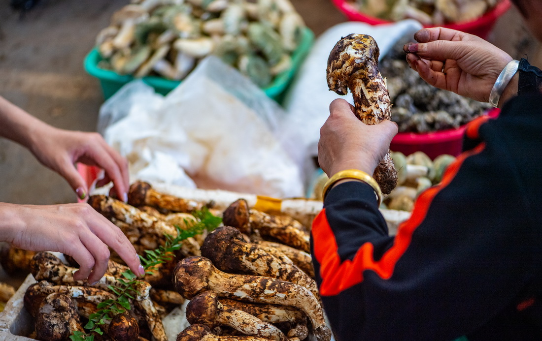 7月2日，市民在位于昆明市的一处野生菌交易市场挑选松茸。