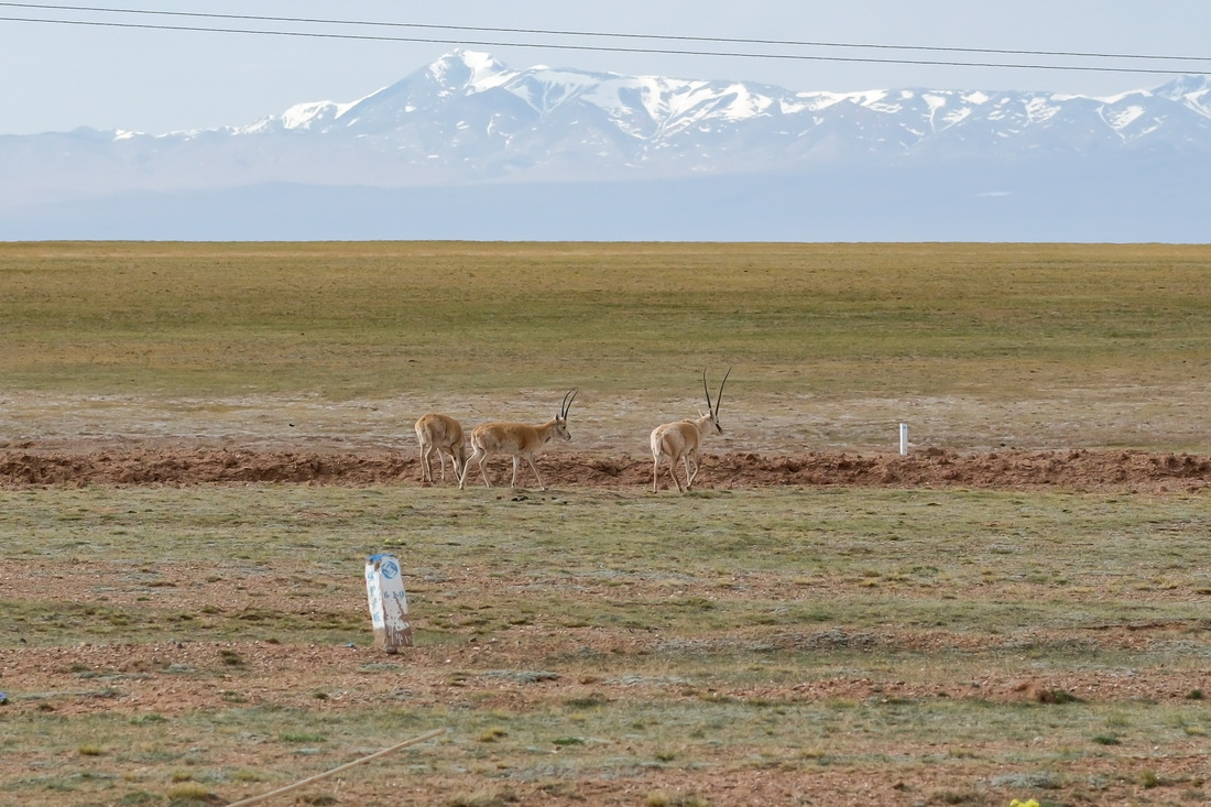 守護藏羚羊——一位科研工作者與藏羚羊的20年情緣