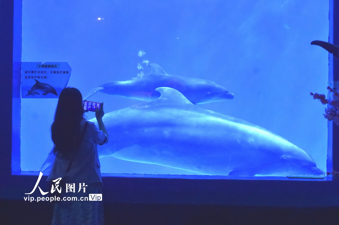 7月8日，在貴州龍川極地海洋世界公園拍攝的海豚媽媽和寶寶。