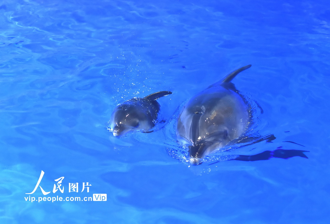 7月8日，在貴州龍川極地海洋世界公園拍攝的海豚媽媽和寶寶。