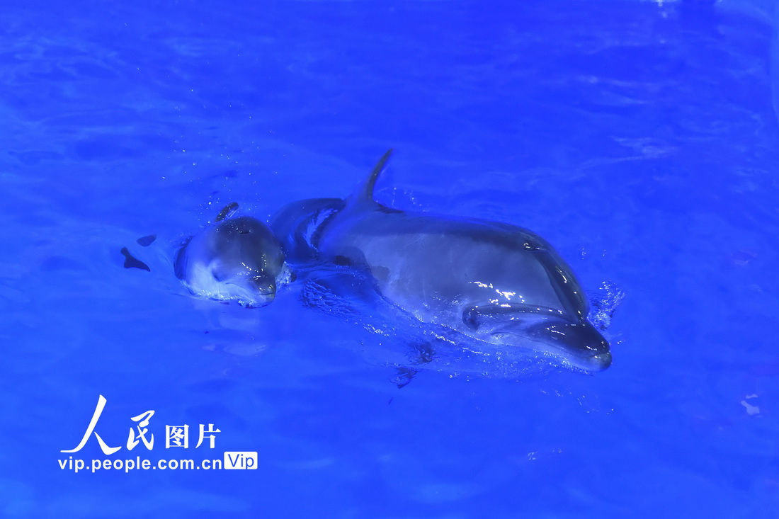 7月8日，在贵州龙川极地海洋世界公园拍摄的海豚妈妈和宝宝。