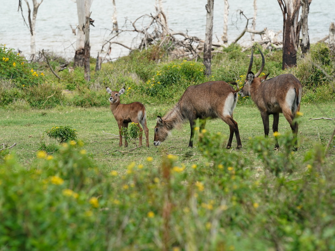 7月8日，水羚在肯尼亞奈瓦沙湖新月島上活動。