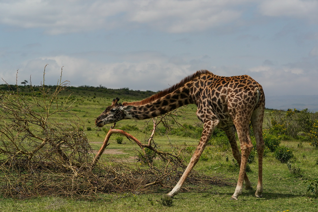 7月8日，一只长颈鹿在肯尼亚奈瓦沙湖新月岛上活动。