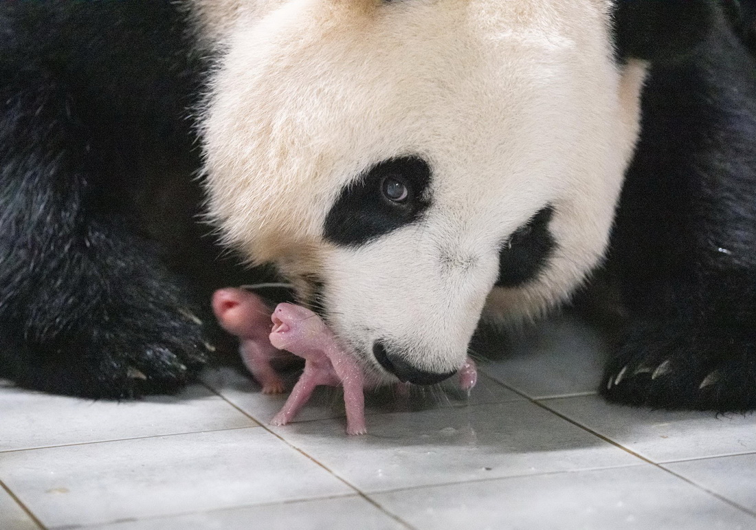 這是7月7日在位於韓國京畿道龍仁市的愛寶樂園裡拍攝的大熊貓媽媽“愛寶（華妮）”和剛誕生的大熊貓寶寶。