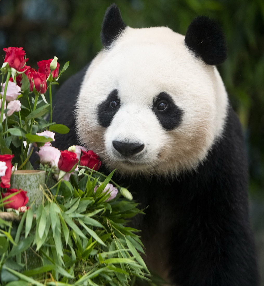 這是在位於韓國京畿道龍仁市的愛寶樂園裡拍攝的大熊貓“愛寶（華妮）”的資料照片。