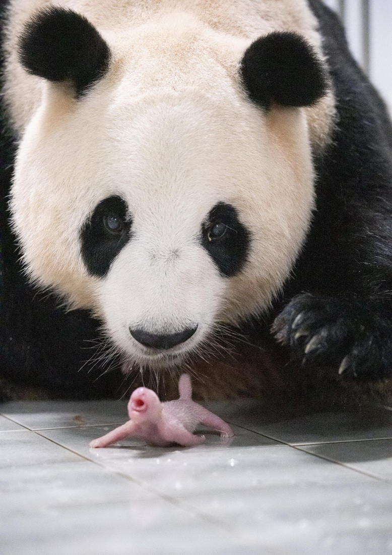 這是7月7日在位於韓國京畿道龍仁市的愛寶樂園裡拍攝的大熊貓媽媽“愛寶（華妮）”和剛誕生的大熊貓寶寶。