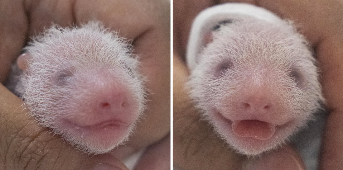 這張由韓國愛寶樂園提供的拼版照片顯示，雙胞胎大熊貓寶寶出生后在接受健康檢查。
