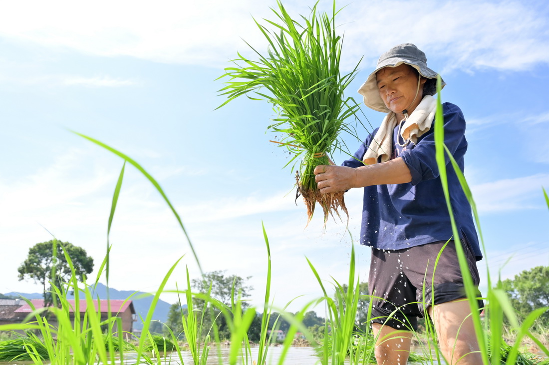 7月11日，在湖南省婁底市雙峰縣井字鎮花山村，農民在田間插秧。新華社發（李建新 攝）