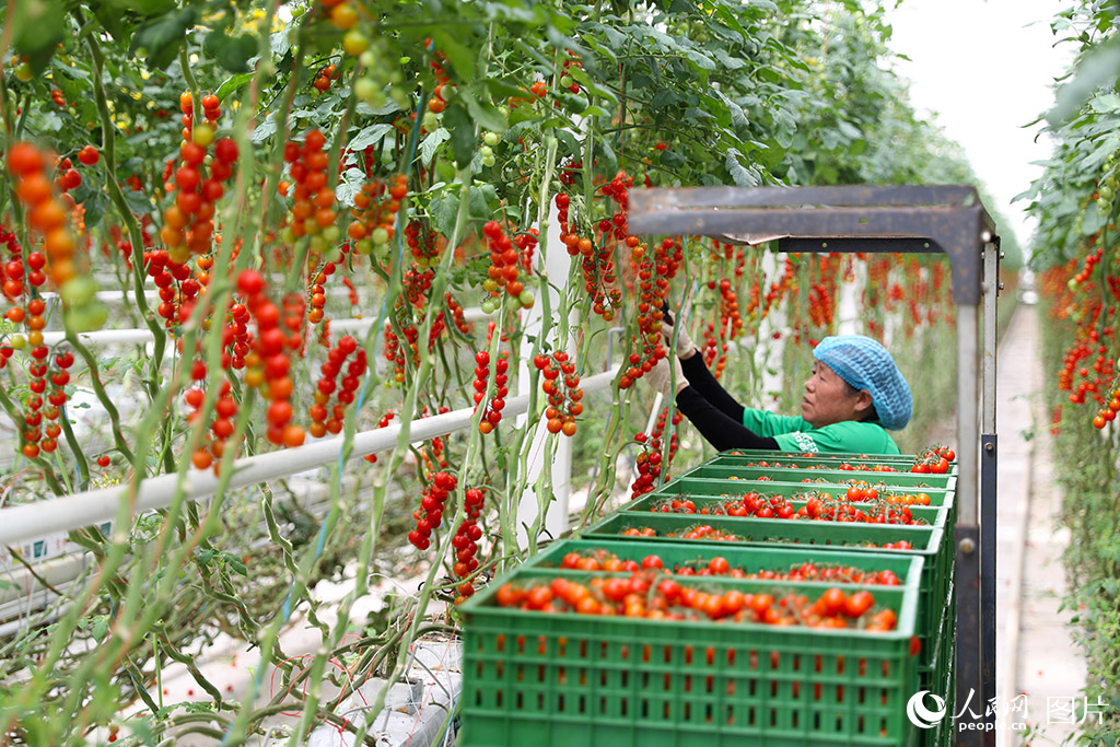 7月9日，在山東萊西市一家智慧農業產業園，工人在採摘西紅柿。