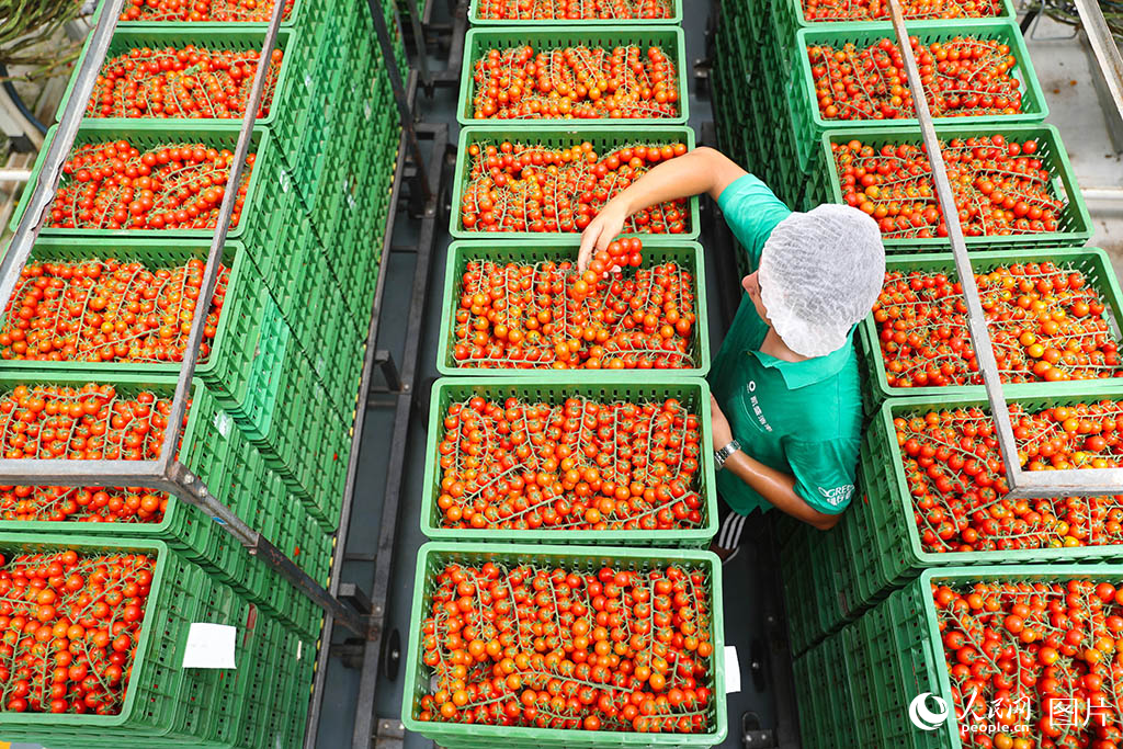 7月9日，在山东莱西市一家智慧农业产业园，工人在察看果品质量。/
