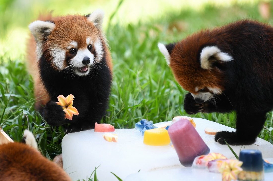7月13日，广州动物园里的小熊猫享用冰镇水果。
