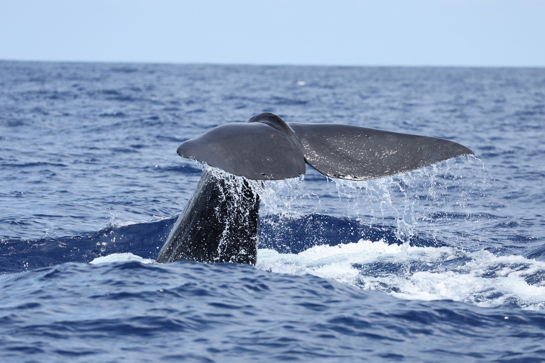 这是6月27日在南海某海域拍摄的抹香鲸。