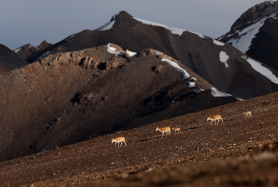 7月9日在新疆阿尔金山国家级自然保护区拍摄的藏羚羊。新华社记者 王鹏 摄
