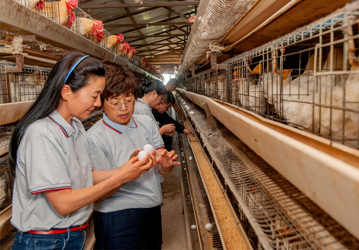 梁代華在養殖場查看雞蛋品質。(圖片由谷實生物集團股份有限公司提供)