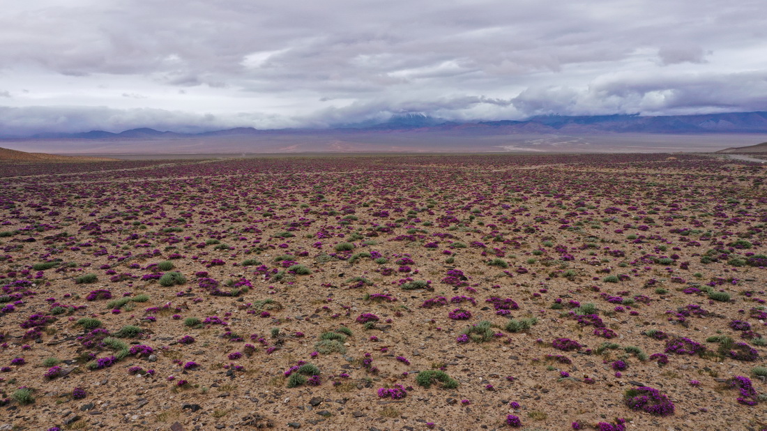 7月11日在新疆阿爾金山國家級自然保護區拍攝的刺葉柄棘豆（無人機照片）。新華社記者 王鵬 攝