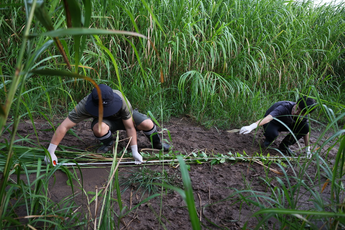7月9日，中国科学院洞庭湖湿地生态系统观测研究站科研人员在湖南东洞庭湖国家级自然保护区为采集的植物样本测量高度。新华社记者 金立旺 摄