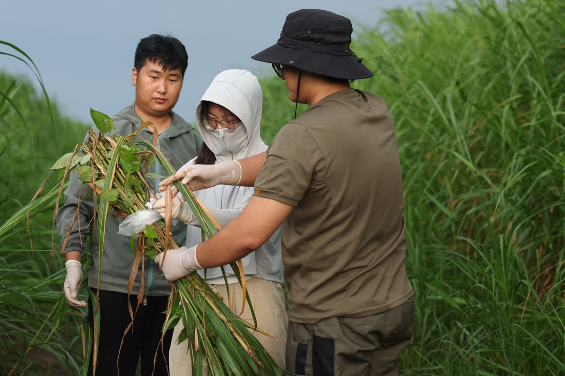 7月9日，中國科學院洞庭湖濕地生態系統觀測研究站科研人員在湖南東洞庭湖國家級自然保護區將採集的植物樣本捆好，以便帶回實驗室。新華社記者 金立旺 攝