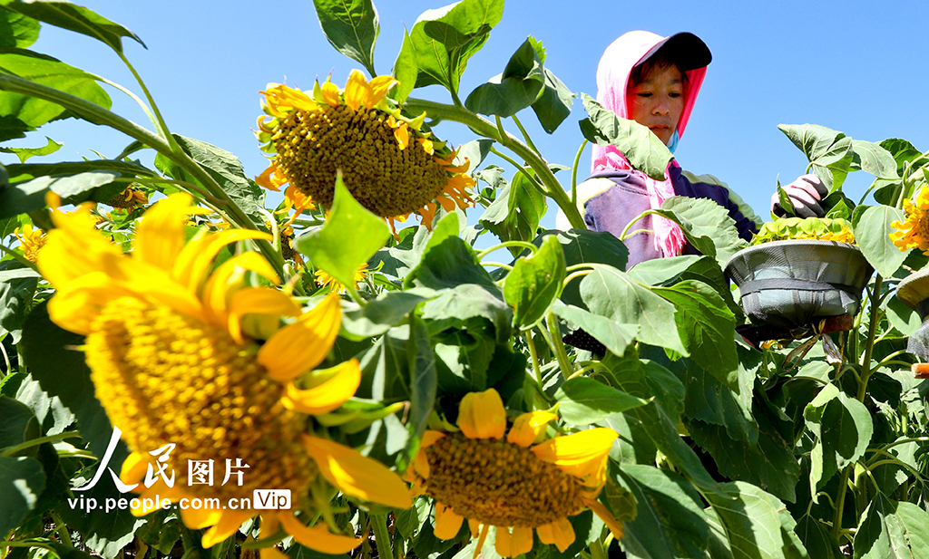 甘肅臨澤：向日葵花盛開 沃野披上“黃金甲”