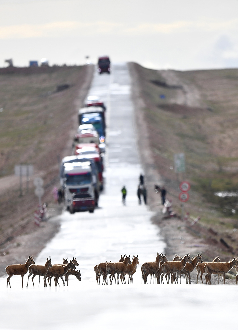 7月28日，一群藏羚羊通過青藏公路前往三江源地區的棲息地。新華社記者 張宏祥 攝