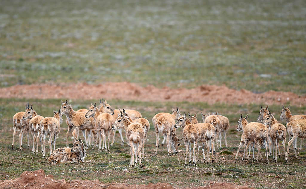 7月28日，一群藏羚羊在可可西裡境內活動。新華社記者 韓方方 攝