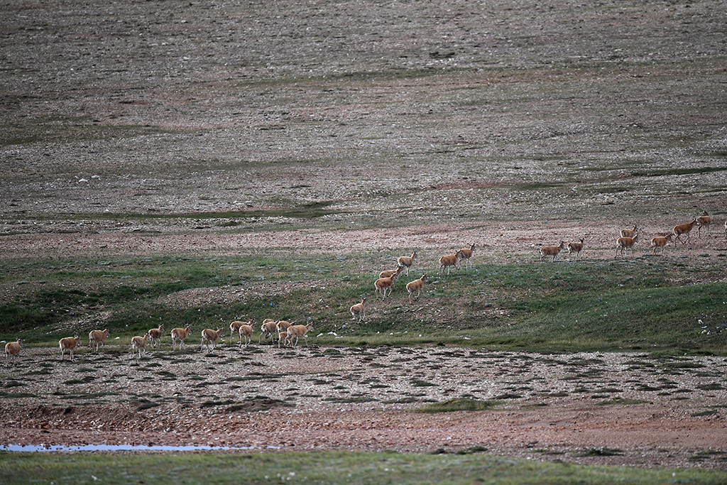 7月28日，一群藏羚羊通過青藏公路后前往棲息地。新華社記者 韓方方 攝