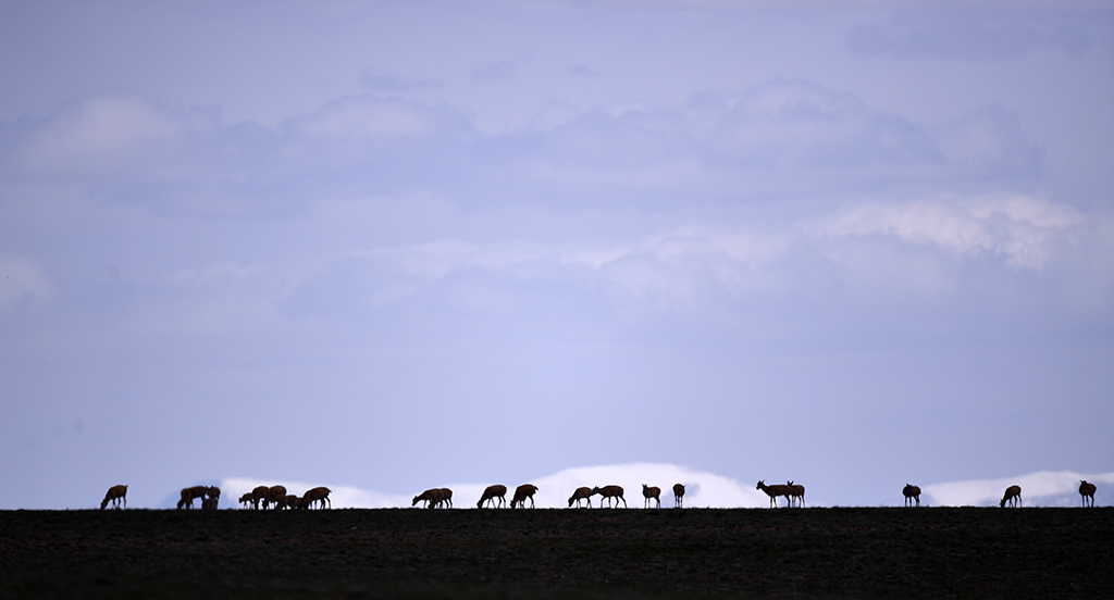 7月27日，一群藏羚羊在可可西裡境內活動。新華社記者 張宏祥 攝