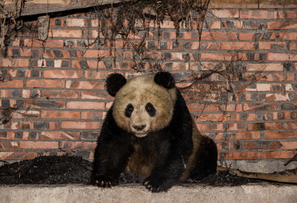 “蓉寶”背后的故事——中國保護大熊貓之路