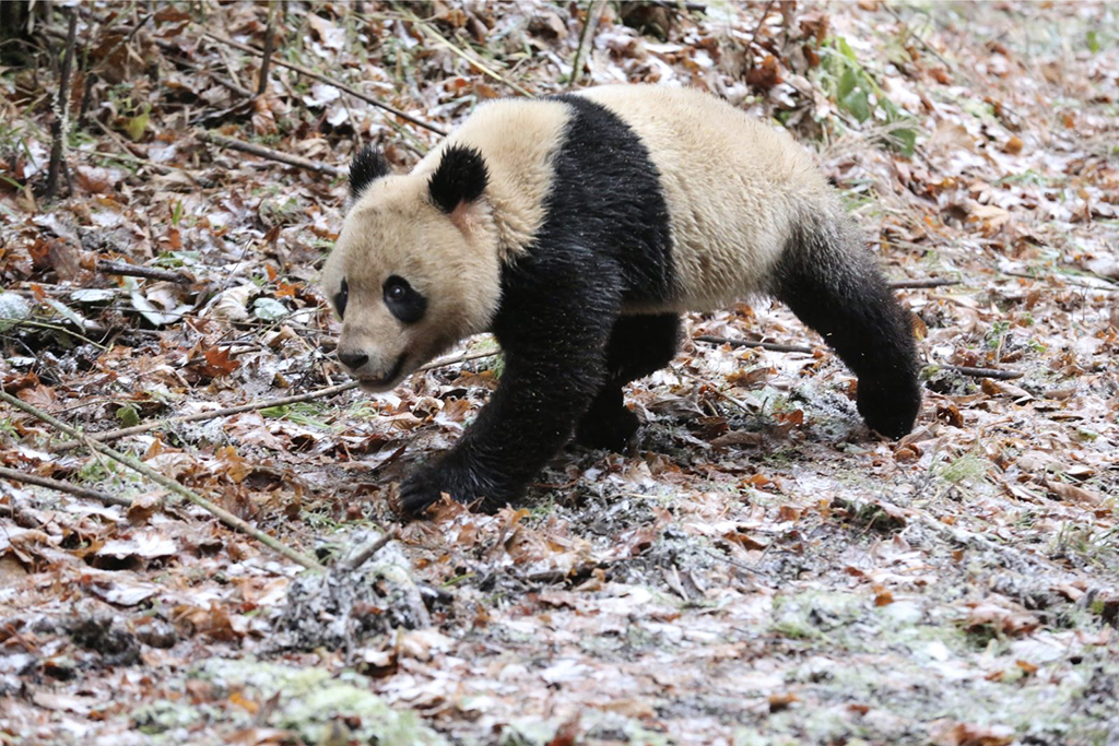 大熊貓“八喜”和“映雪”放歸活動在栗子坪自然保護區（現大熊貓國家公園栗子坪片區）舉行，圖為大熊貓“八喜”離開轉運籠之后奔向叢林深處（2017年11月23日攝）。新華社記者 楊進 攝
