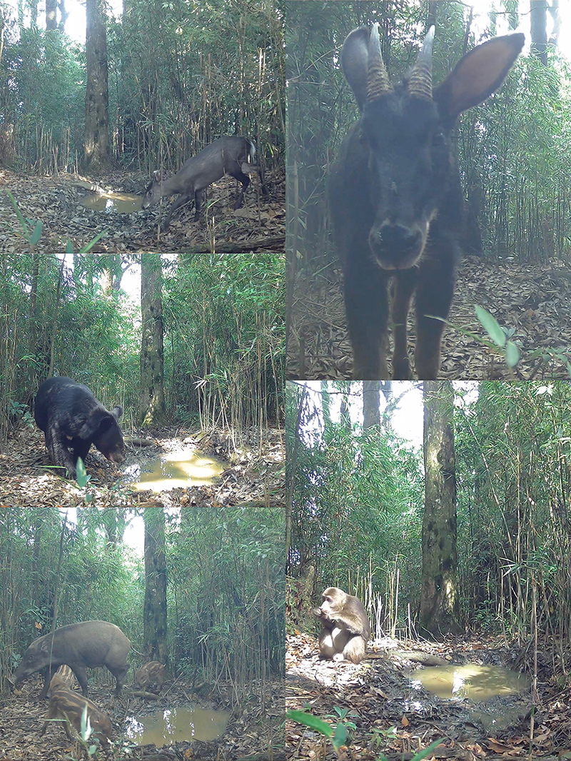 大熊貓國家公園滎經片區紅外相機拍攝到的野生動物：毛冠鹿（左上）、黑熊（左中）、野豬（左下）、中華鬣羚 （右上）、藏酋猴（右下）。新華社發
