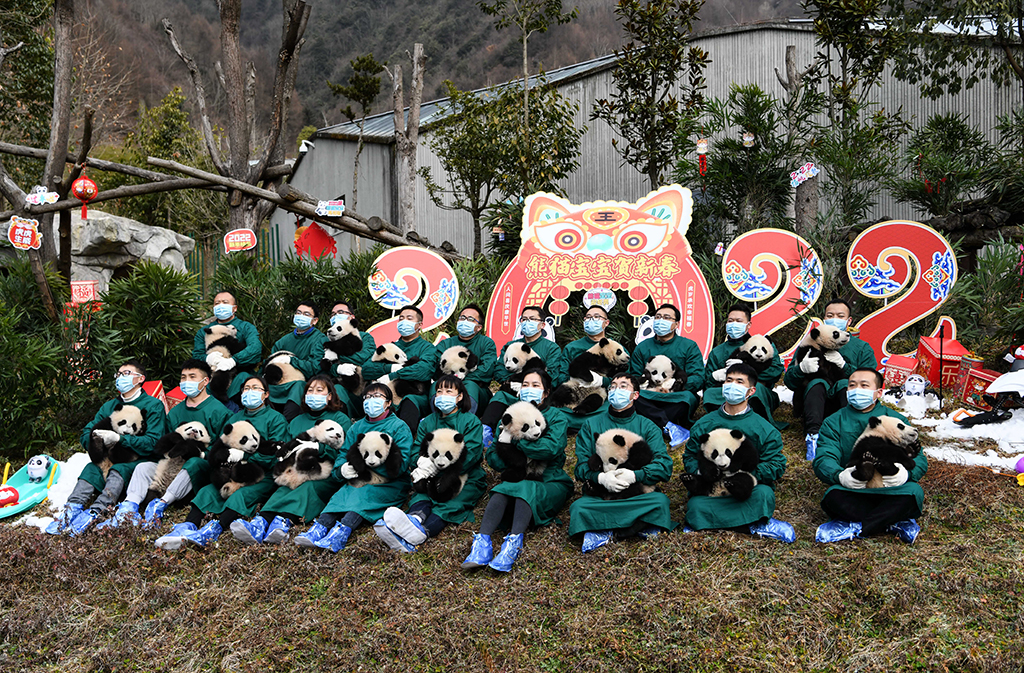 在中國大熊貓保護研究中心臥龍神樹坪基地，工作人員抱著熊貓寶寶亮相（2022年1月24日攝）。新華社記者 王曦 攝