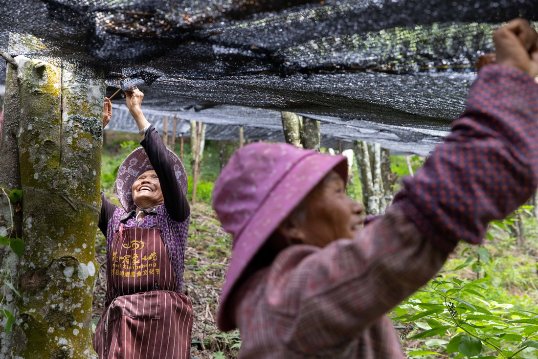 7月27日，工作人員在雲南西疇縣西洒鎮的中藥材基地修補遮陽網。新華社記者 呂帥 攝