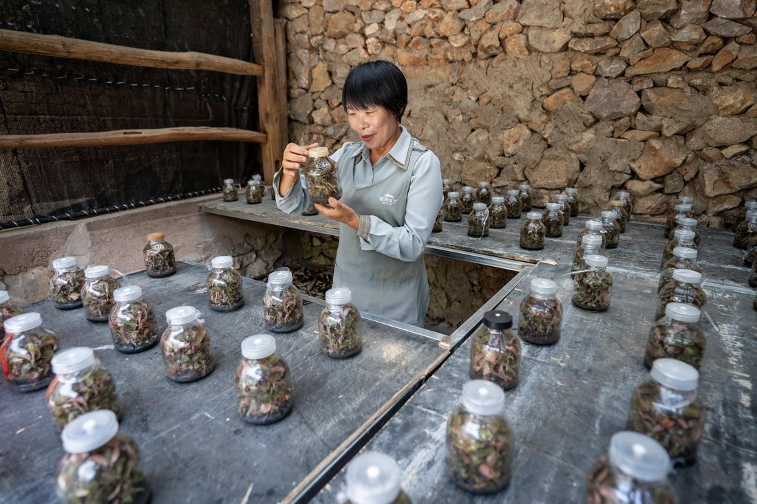 謝成芬在家中搭建的大棚內查看人工培養的金線蓮幼苗（7月27日攝）。新華社記者 陳欣波 攝