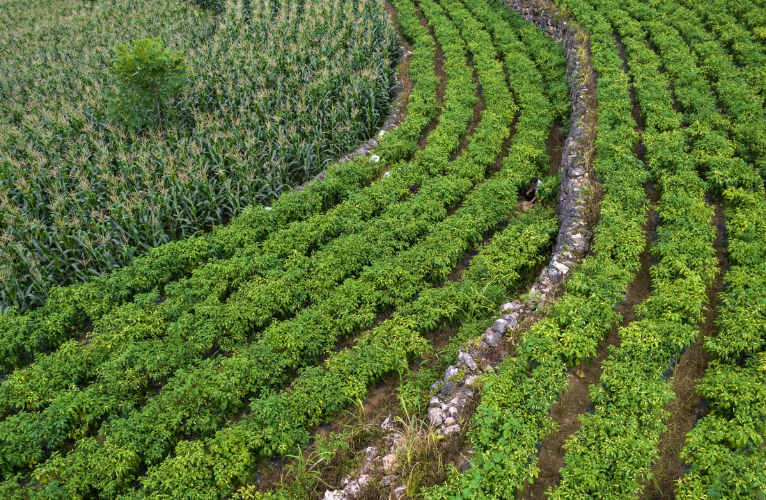 一位村民在木者村“摸石谷”中建造的“三保”台地上干農活（無人機照片，7月27日攝）。新華社記者 楊植森 攝