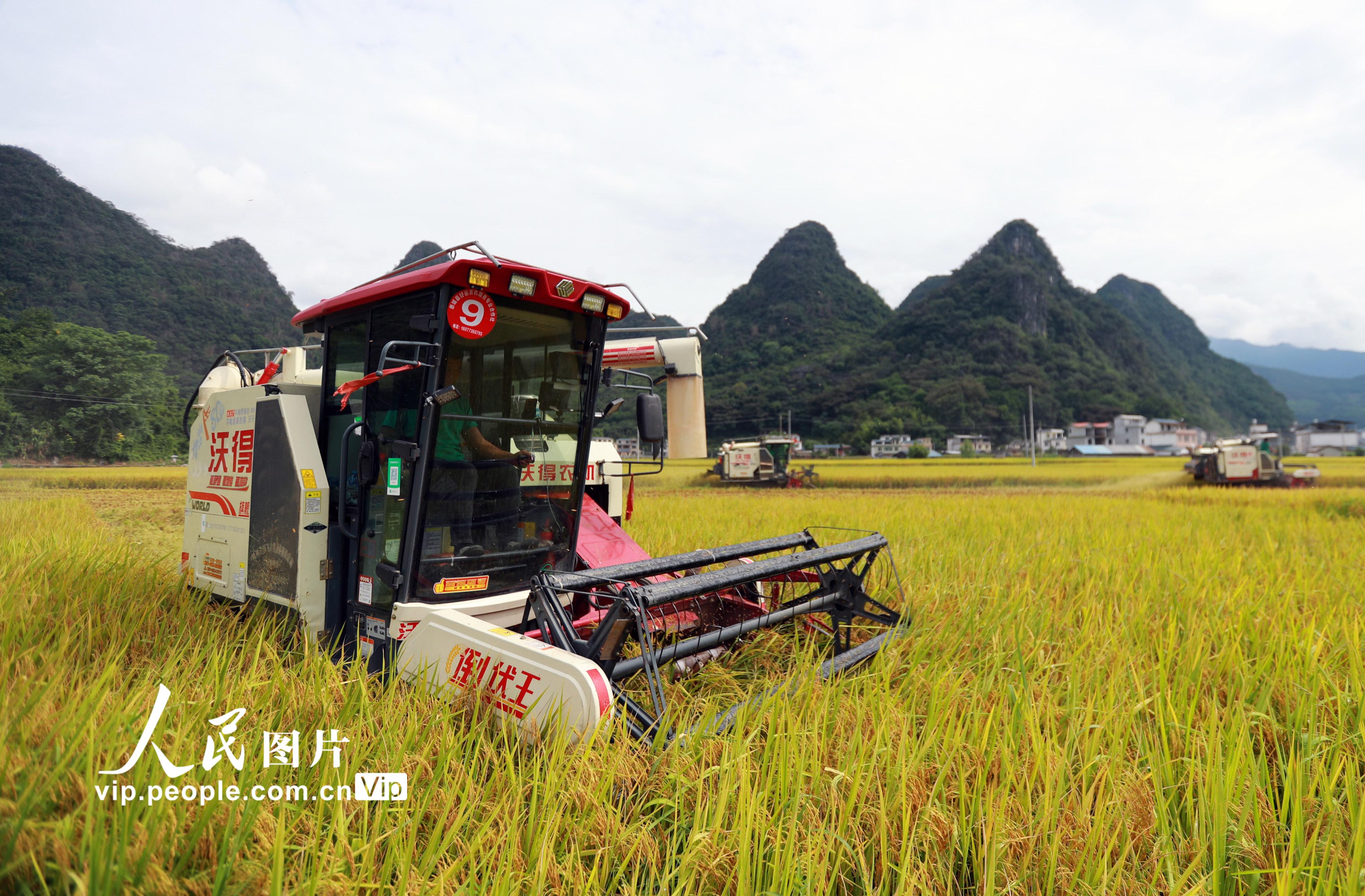 广西恭城：耕地提质促丰收