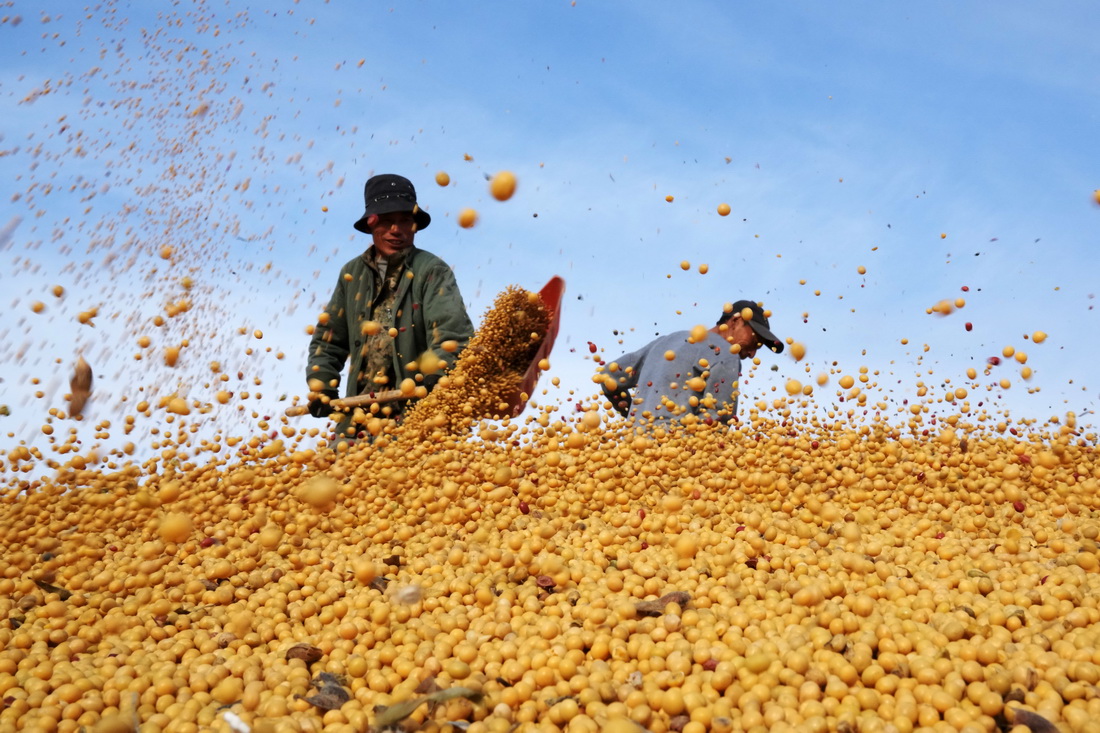 在北大荒集团北安分公司赵光农场有限公司，工作人员在一处晒场的大豆堆上忙碌（2022年10月20日摄）。新华社记者 王建威 摄
