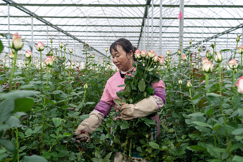 一名花農在雲天化晉寧花卉產業現代化示范園內採摘鮮花（7月12日攝）。新華社記者 陳欣波 攝