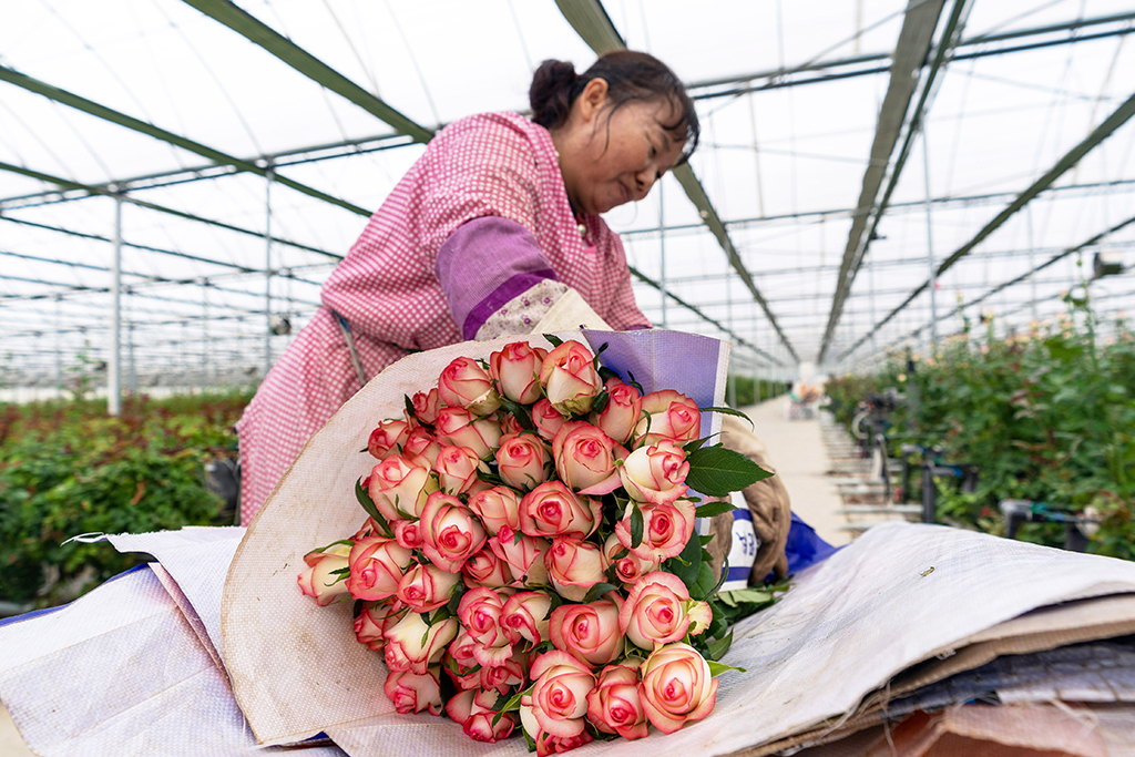 在雲天化晉寧花卉產業現代化示范園內，花農對鮮花進行簡單打包（7月12日攝）。新華社記者 陳欣波 攝
