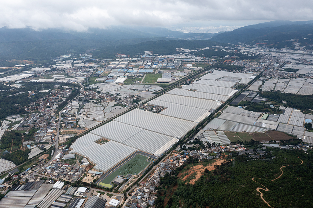 這是7月12日拍攝的雲天化晉寧花卉產業現代化示范園（無人機照片）。新華社記者 陳欣波 攝