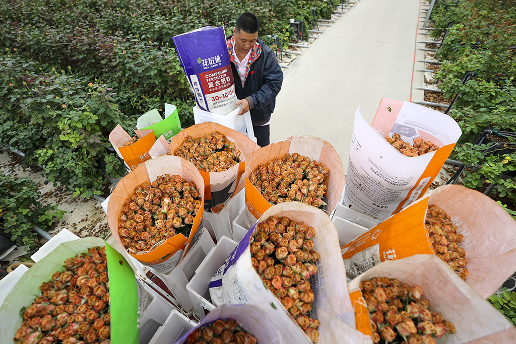 一名花農在雲天化晉寧花卉產業現代化示范園內搬運鮮花（7月12日攝）。新華社記者 崔文 攝