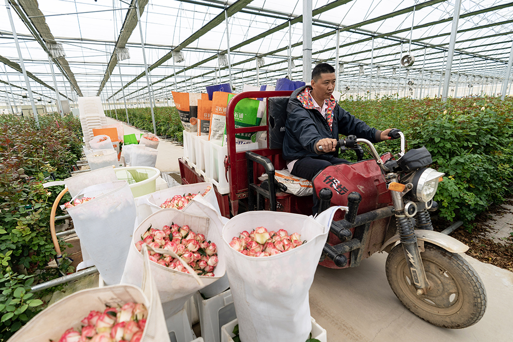 一名花農駕駛三輪摩托車在雲天化晉寧花卉產業現代化示范園內運輸鮮花（7月12日攝）。新華社記者 陳欣波 攝