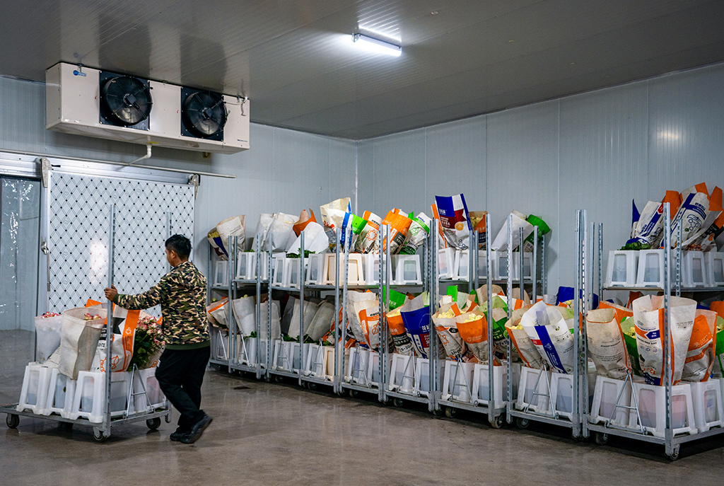 在雲天化晉寧花卉產業現代化示范園內，一名花農將新採摘的鮮花推入冷庫進行預冷處理（7月12日攝）。新華社記者 陳欣波 攝