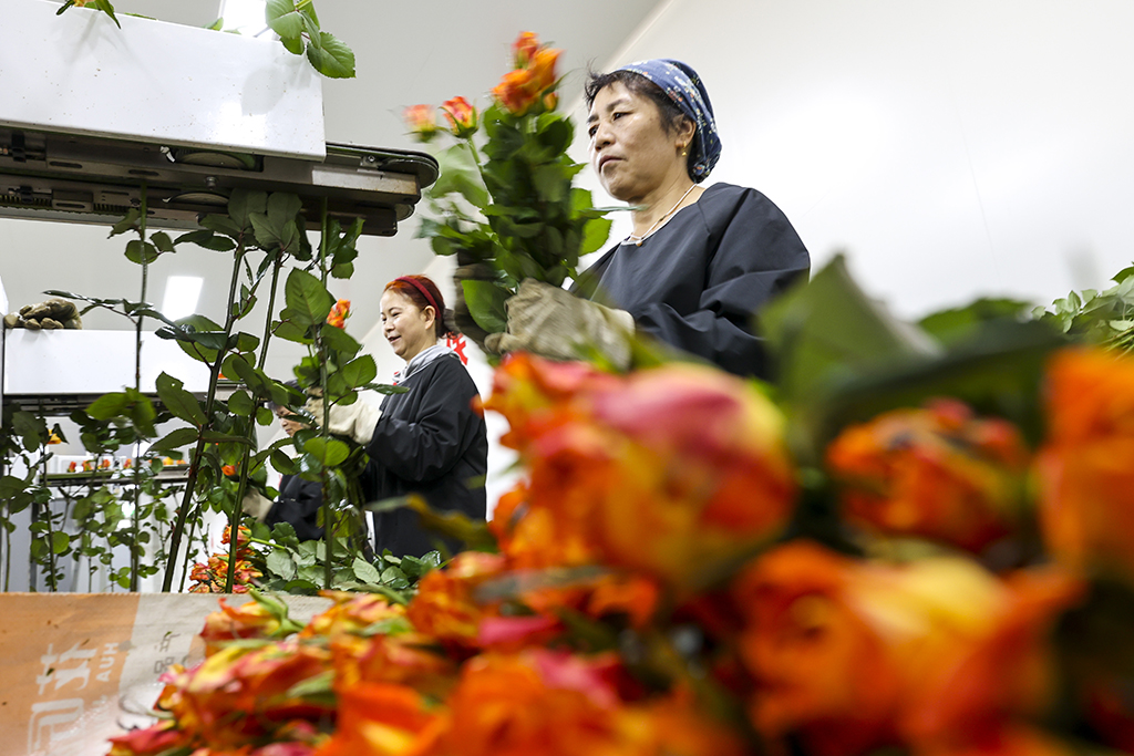 在雲天化晉寧花卉產業現代化示范園內，花農們將預冷處理后的鮮花放入自動分揀流水線（7月12日攝）。新華社記者 崔文 攝
