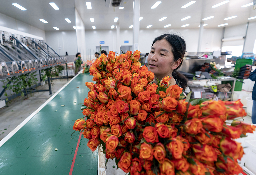 在雲天化晉寧花卉產業現代化示范園內，一名花農在搬運分揀好的鮮花（7月12日攝）。新華社記者 陳欣波 攝