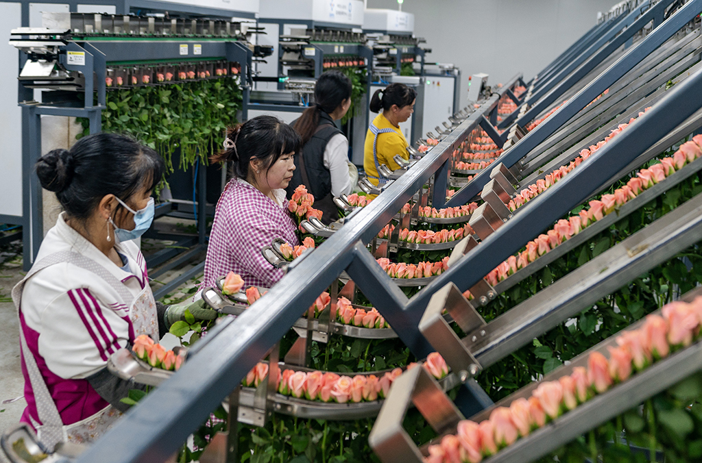 在雲天化晉寧花卉產業現代化示范園內，花農們將鮮切花自動分揀流水線上分揀好的鮮花取下，准備放入包裝流水線（7月12日攝）。新華社記者 陳欣波 攝