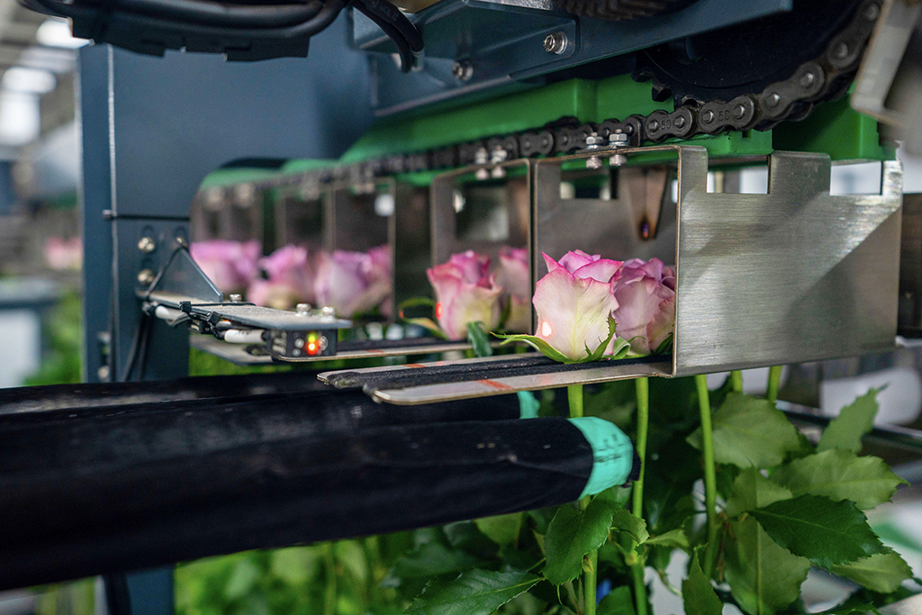 這是雲天化晉寧花卉產業現代化示范園內的鮮花包裝流水線（7月12日攝）。新華社記者 陳欣波 攝