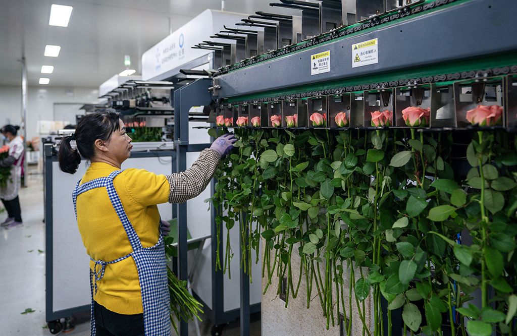 在雲天化晉寧花卉產業現代化示范園內，一名花農將分揀好的鮮花放入包裝流水線進行包裝（7月12日攝）。新華社記者 陳欣波 攝