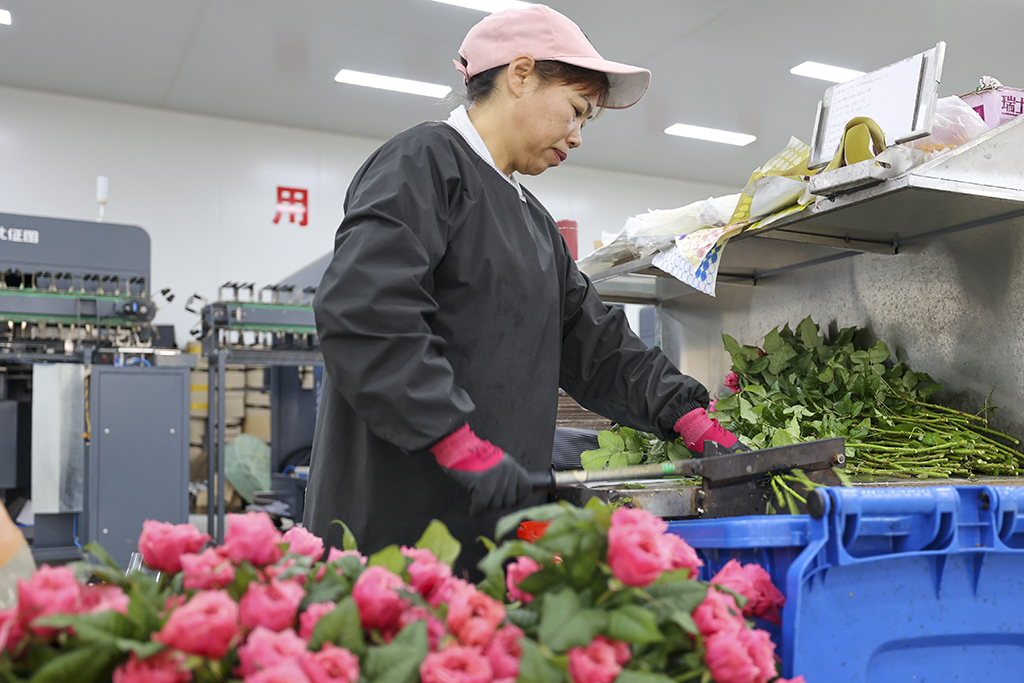 在雲天化晉寧花卉產業現代化示范園內，一名花農在對包裝流水線上的鮮花進行裁切（7月12日攝）。新華社記者 崔文 攝