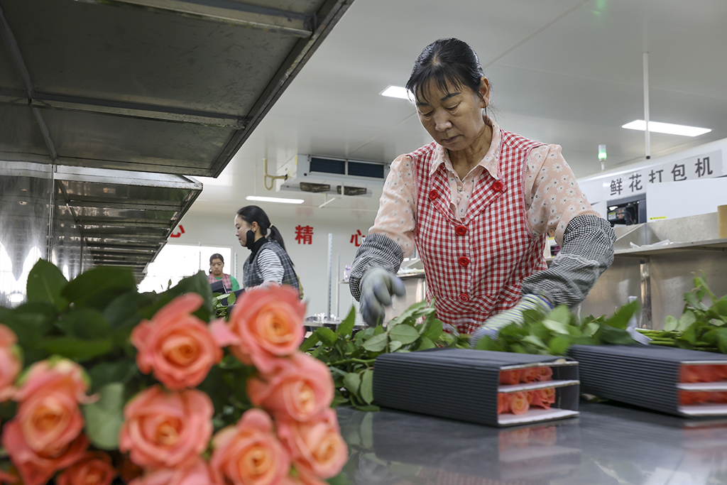 在雲天化晉寧花卉產業現代化示范園內，一名花農在對包裝流水線上的鮮花進行包裝（7月12日攝）。新華社記者 崔文 攝