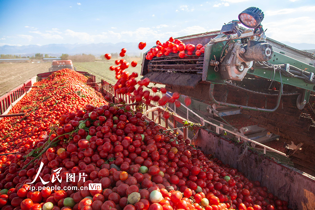新疆吉木薩爾：加工番茄陸續成熟開始採收