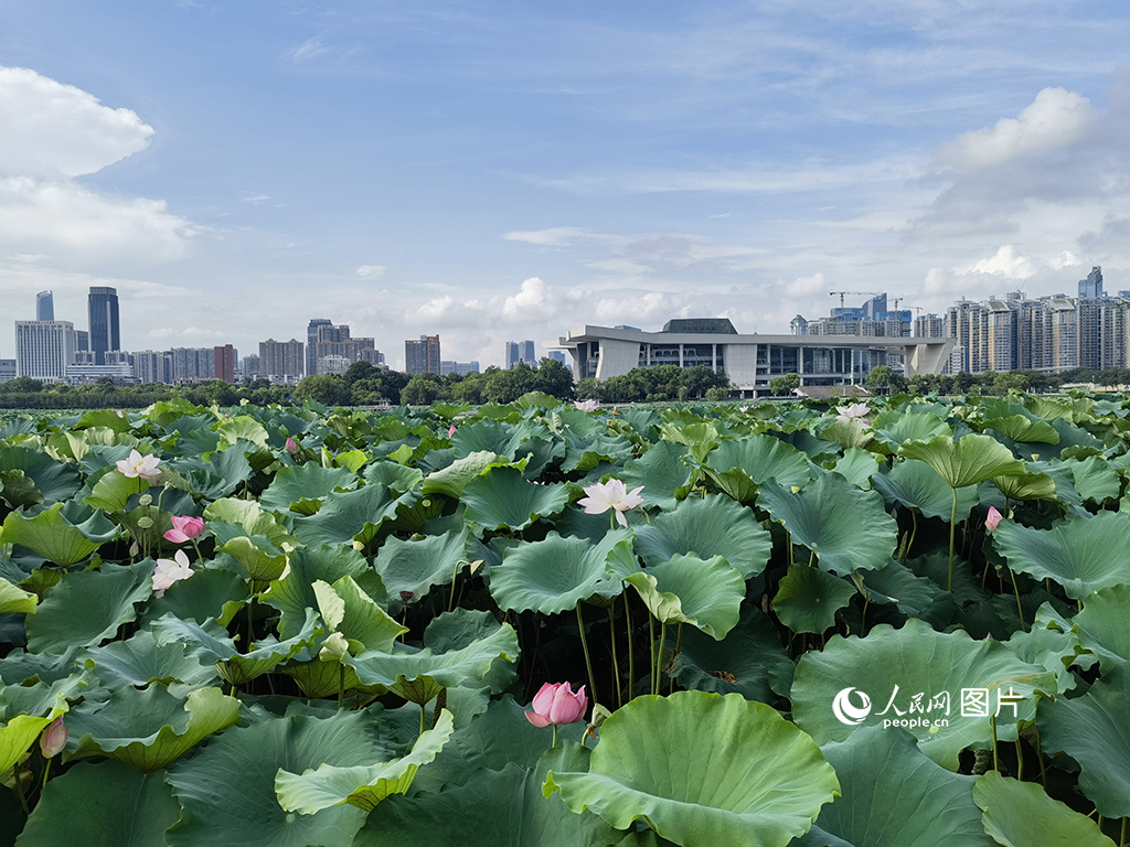 7月29日，盛夏时节，武汉市月湖公园荷花盛开。近年来，武汉以改善水环境质量为核心，持续实施河湖水环境治理管护工作，武汉市河湖水环境质量呈现稳中向好趋势。人民网 周雯摄